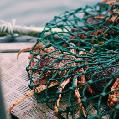 Araignées de mer pêchées en direct à Noirmoutier avec Noël