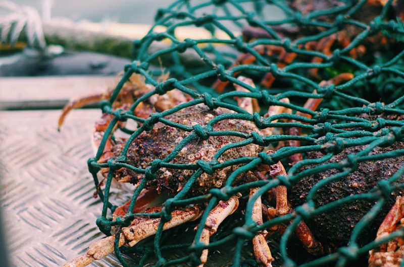 Araignées de mer pêchées en direct à Noirmoutier avec Noël